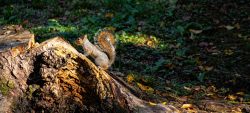 Castoldi Paolo ARTE Fotografia, Disegno, Scrittura, Gioielli, Opinioni Il popolo libero
